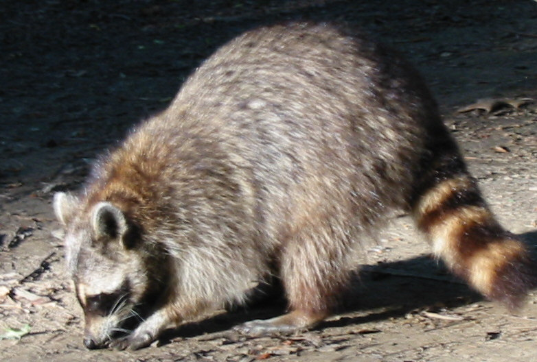 Racoon